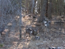 PICTURES/Sunspot Observatory/t_Deer in woods 7.jpg